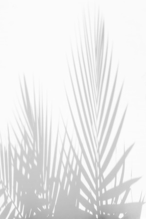 abstract background of shadows palm leaves on a white wall. White and Blackの写真素材
