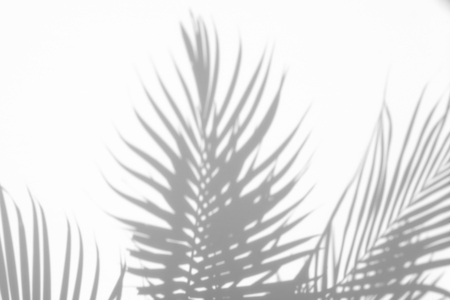 abstract background of shadows palm leaves on a white wall. White and Blackの写真素材