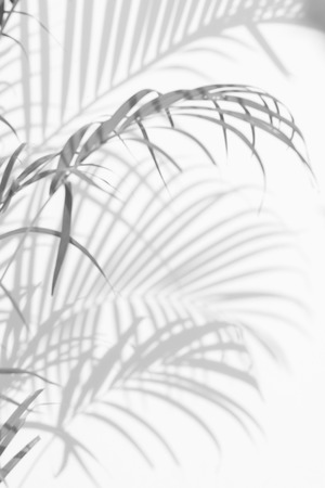 abstract background of shadows palm leaves on a white wall. White and Blackの写真素材