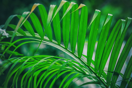 close up background green palm leavesの写真素材