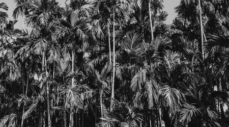beautiful white and black background of betel palm tree leafの写真素材