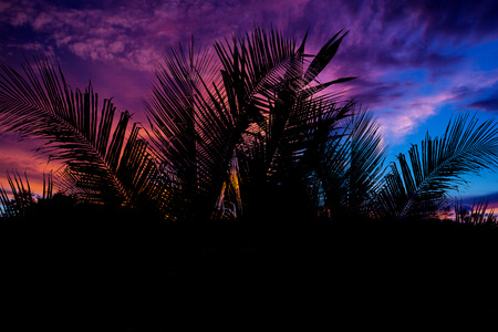 coconut palm leaf silhouette at sunset backgroundの写真素材