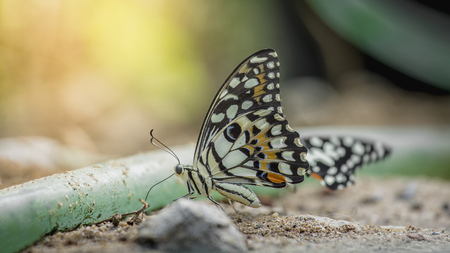 Lime Butterfly on ground, Papilio demoleusの写真素材