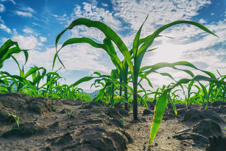 Green corn field in agricultural garden and blue sky with cloudsの写真素材