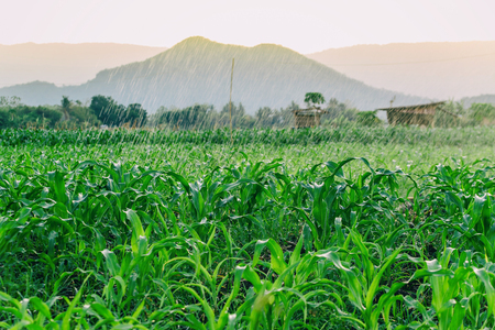 watering corn field in agricultural garden by water springerの写真素材