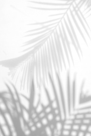 abstract background of shadows palm leaves on a white wall. White and Blackの写真素材