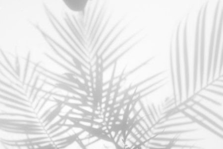 abstract background of shadows palm leaves on a white wall. White and Blackの写真素材