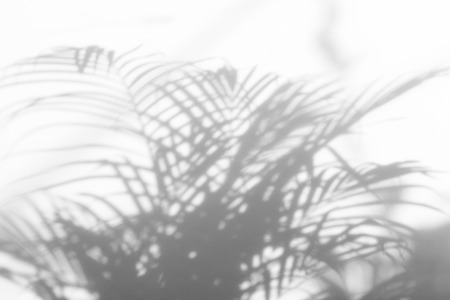 abstract background of shadows palm leaves on a white wall. White and Black