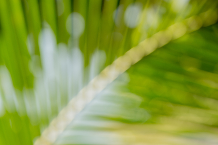 Abstract blur bokeh background of coconut leafの写真素材
