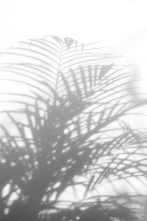 abstract background of shadows palm leaves on a white wall. White and Blackの写真素材