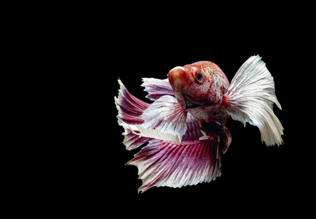 Betta fish isolated on black backgroundの写真素材