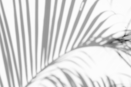 abstract background of shadows palm leaves on a white wall. White and Black