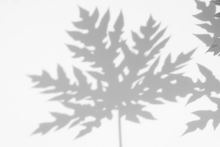 abstract background of shadows papaya leaf on wall. White and Black.