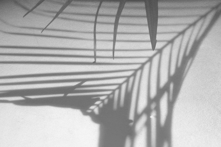 abstract background of shadows palm leaf on concrete rough texture wall. White and Blackの写真素材