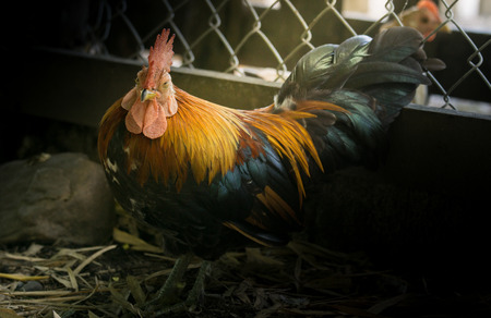 close up portrait of bantam chicken, Beautiful colorful cockの写真素材