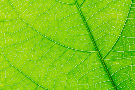 close up macro green leaf texture background