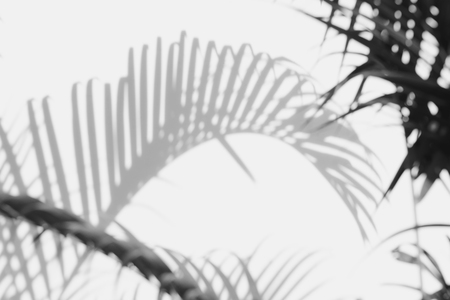 abstract background of shadows palm leaf on a white wall. White and Blackの写真素材
