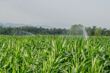 watering corn field in agricultural garden by water springerの写真素材