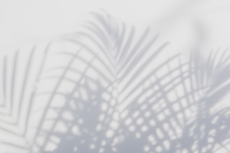 abstract background of shadows palm leaf on a white wall. White and Blackの写真素材