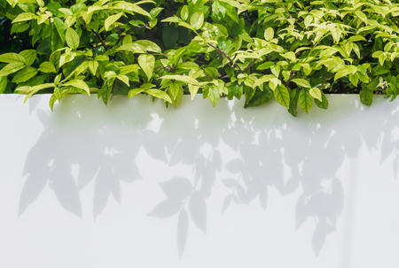 White background with green leaf and shadow leaves.の写真素材