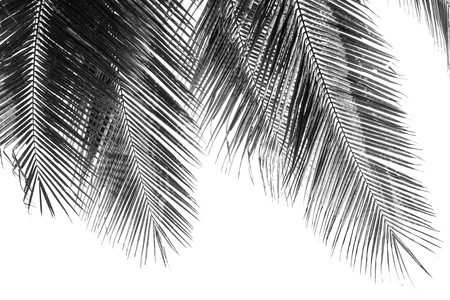 white and black coconut palms leaf on white backgroundの写真素材