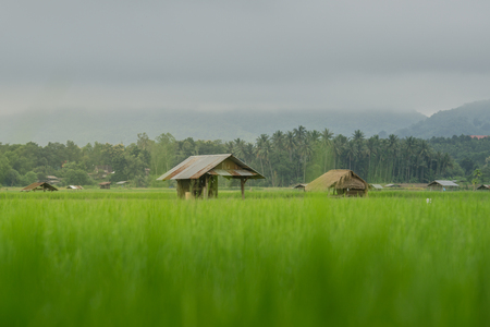 asian rice fields and farmer hut in rainy season, cultivation in the Thailand country. farm landの写真素材
