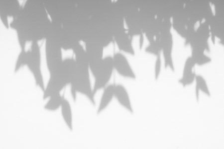 abstract background of shadows leaf on a white wall. White and Blackの写真素材