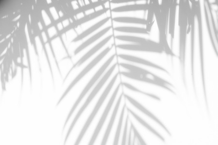 abstract background of shadows palm leaves on a white wall. White and Black