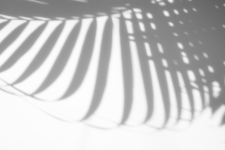 abstract background of shadows palm leaves on a white wall. White and Blackの写真素材