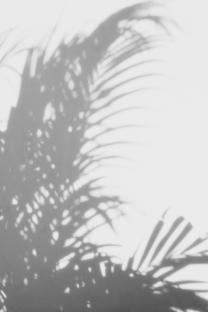 abstract background of shadows palm leaves on a white wall. White and Blackの写真素材