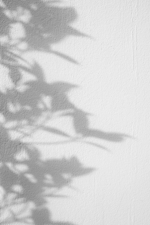 shadows leaf on a white concrete rough texture wall backgroundの写真素材