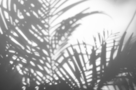 abstract background of shadows palm leaves on a white wall. White and Blackの写真素材