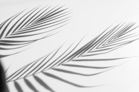 abstract background of shadows palm leaf on a white wall. White and Blackの写真素材