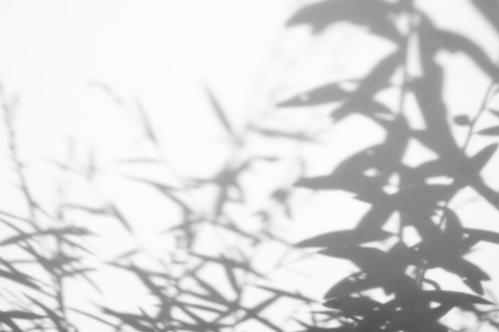 abstract background of White background with green leaf and shadow leaves.