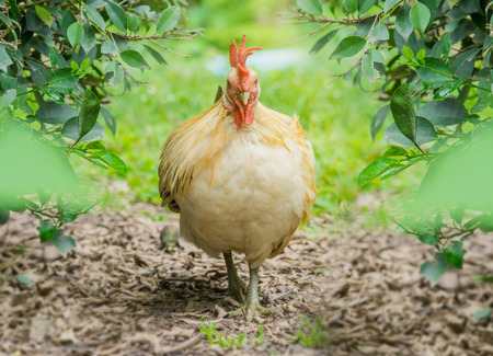 close up portrait of white bantam chicken in a natural farmの写真素材