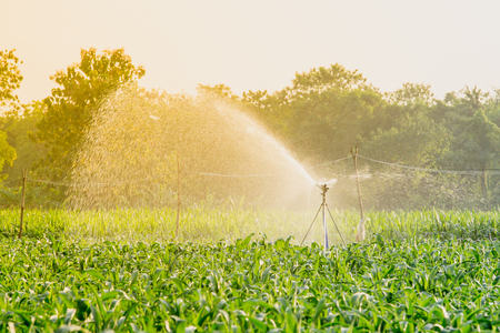 watering corn field in agricultural garden by water springerの写真素材