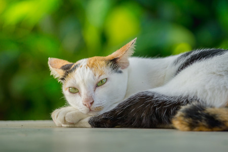 cat is lying on the floor in the natural green background.の写真素材
