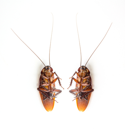 top view Cockroaches isolated on white background.の写真素材