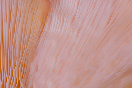 abstract background macro close up of Pleurotus djamor is beautiful mushrooms color pink