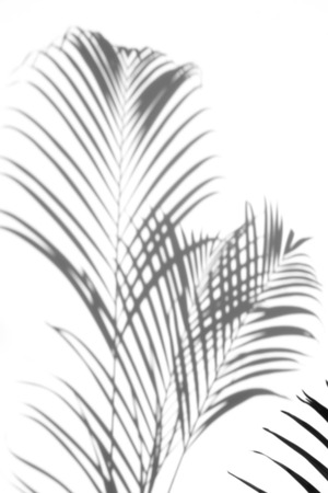 abstract background of shadows palm leaf on a white background. White and Blackの写真素材