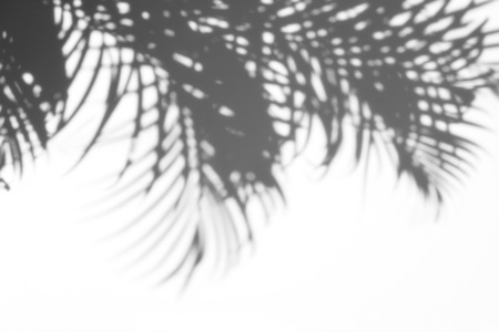 abstract background of shadows palm leaf on a white background. White and Black