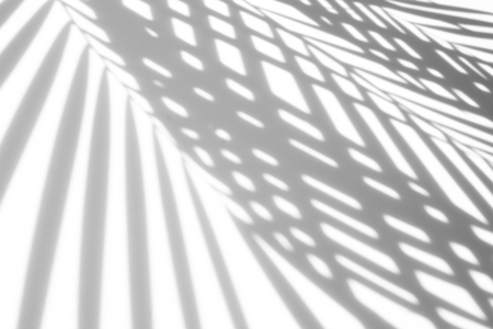 abstract background of shadows palm leaf on a white background. White and Blackの写真素材