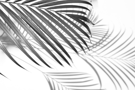palm leaf and shadow on a white background. White and Blackの写真素材