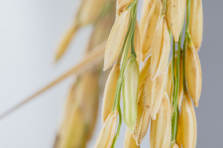 macro close up paddy rice backgroundの写真素材