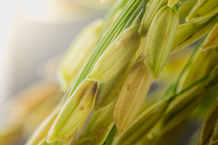 macro close up paddy rice backgroundの写真素材