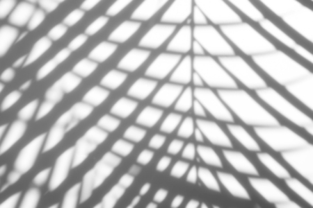 abstract background of shadows palm leaf on a white background. White and Black