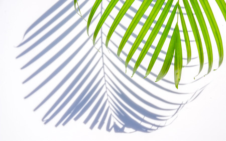green palm leaf and shadow on a white backgroundの写真素材