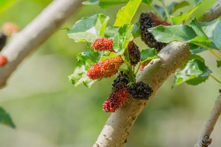 Black and red fresh mulberry fruit on the branch of tree in agriculture garden (Morus nigra, Moraceae)の写真素材