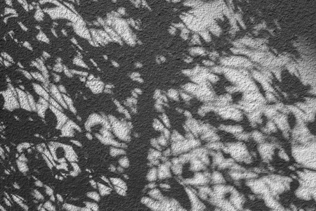 shadows leaf on a white concrete rough texture wallの写真素材