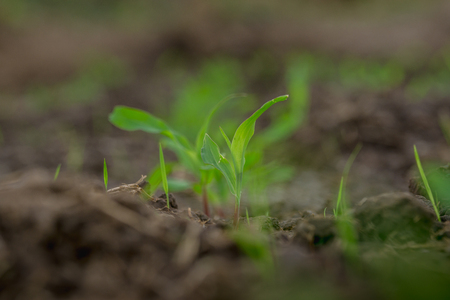 young green corn field in agricultural gardenの写真素材